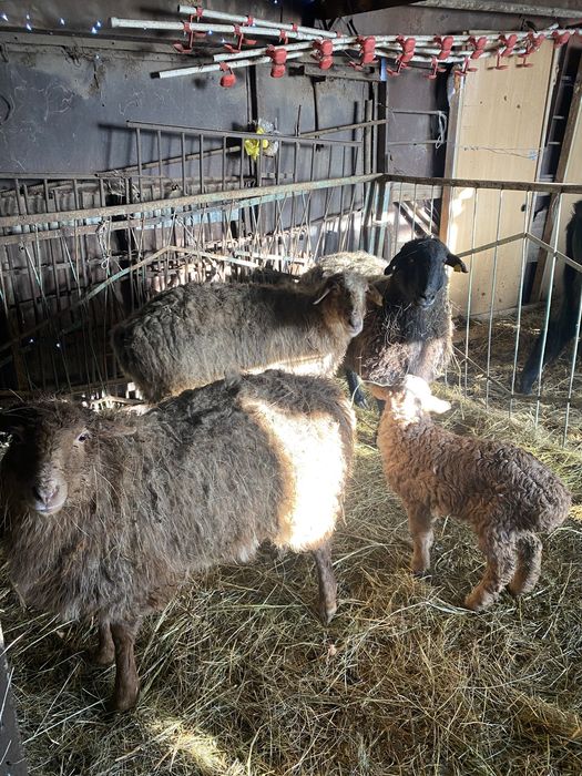 Продам домашних баранов