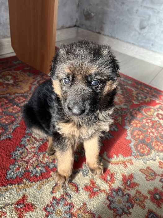 Щенки немецкая овчарка