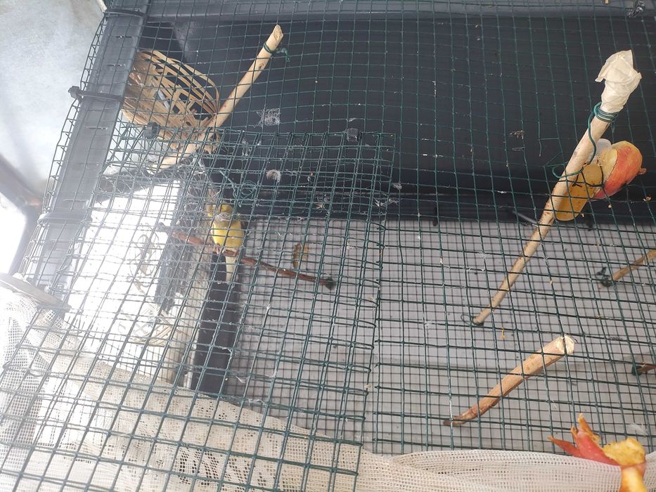 Продавам жълто черен канар Орфеев и женска сива