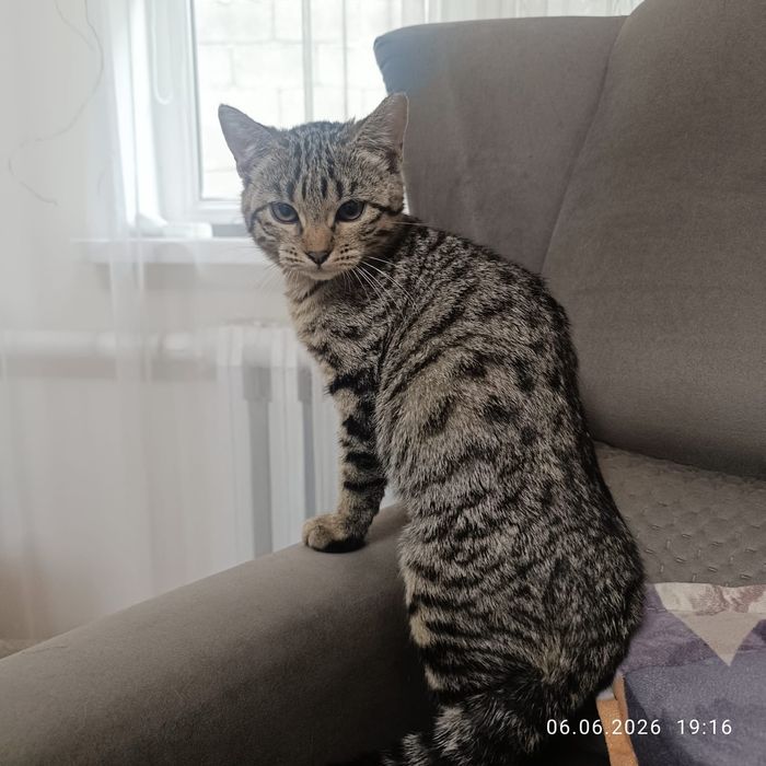 Отдам в добрые и ответственные руки