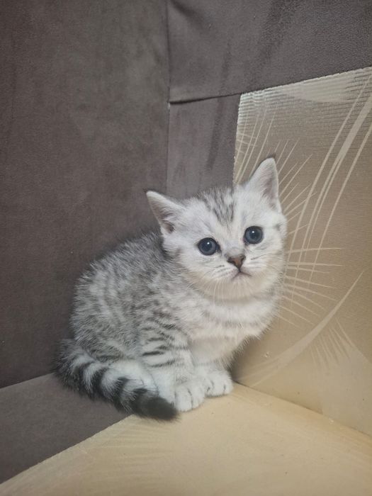 Милые страйтики и фолдики