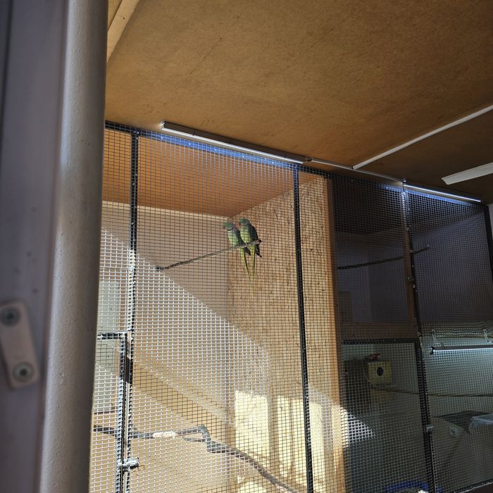 Александриские попугай пара