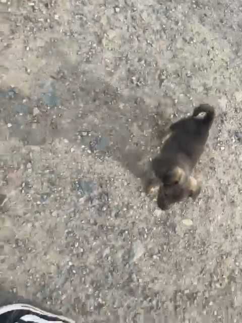 Щенок (мальчик) ищет дом!