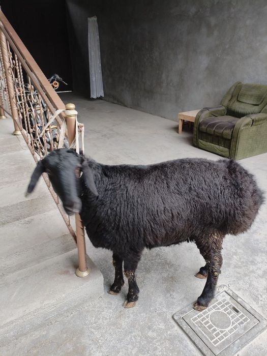 Toza xisori solu qoy xali tugmagan