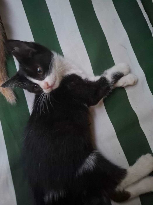 Котята приученные к лотку, отдам в добрые руки. Самарканд.