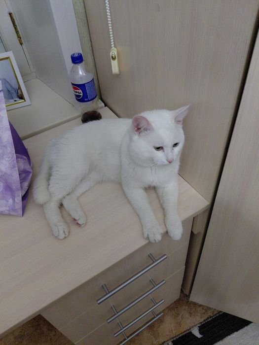 Продам домашний кошка