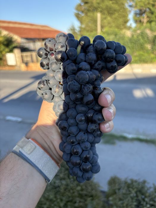 Продавам  Грозде ПИНО НОАР