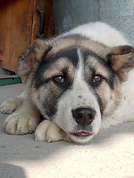 Щенок күшік породный