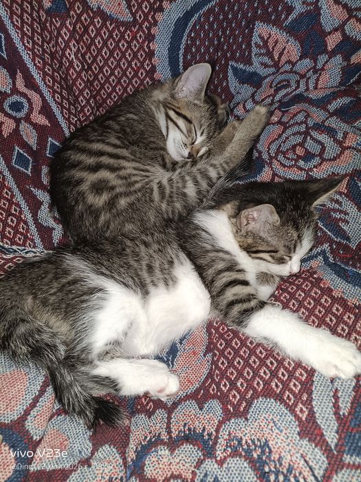 Котятки для любви домашние свои