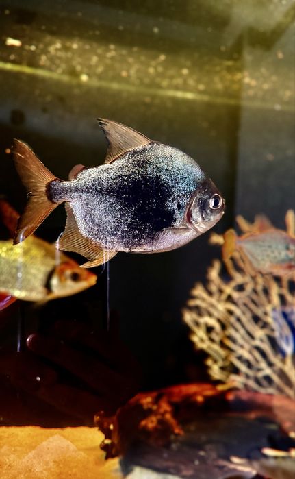 Black Pacu sotiladi