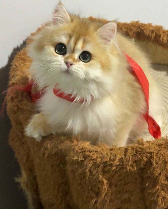 На продаже золотая шиншилла девочка