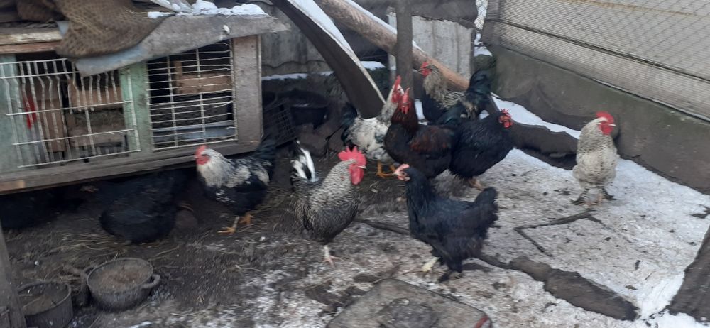 Mai mulți cocoși bun care calcă găinile și de tăiat.