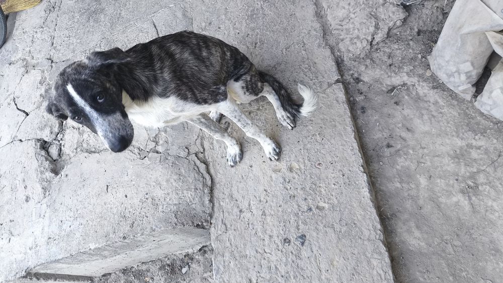 Отдам собаку в хорошие руки