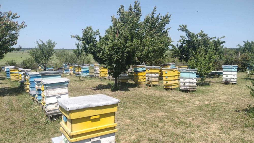 Продава се Парцел в с. Пленимир, Област Добрич - 1500 кв.м за 5 €/кв.м - Снимка #3