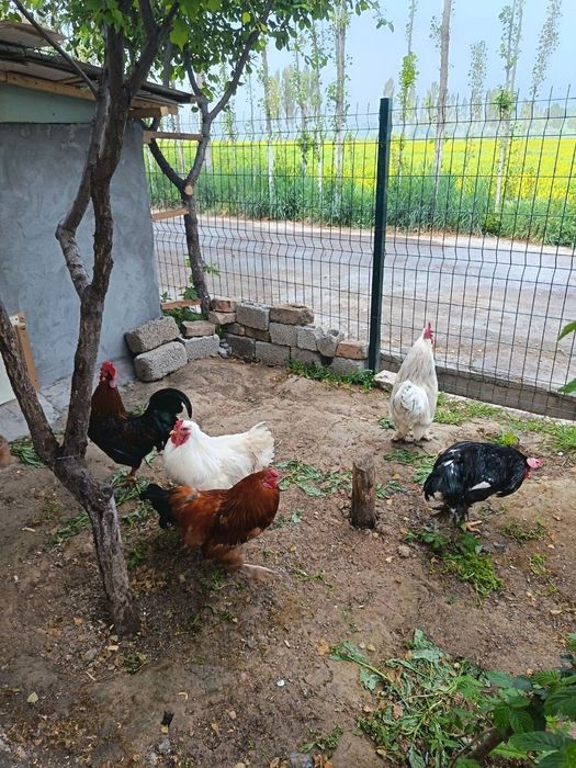 Brama xurozla sotiladi