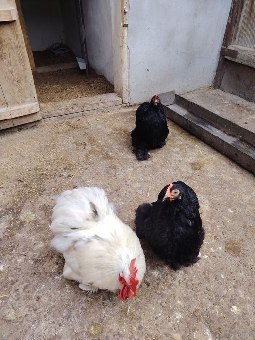 Ouă pentru incubat de cochinchina pitic