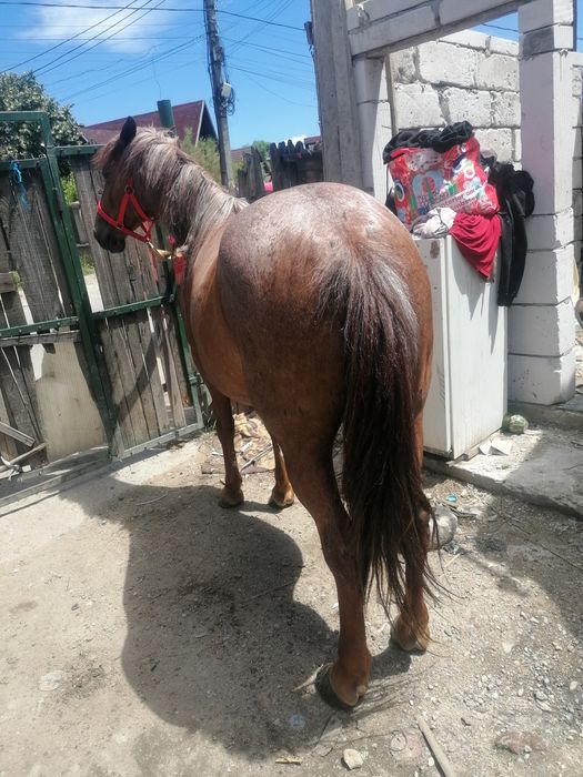 De vânzare cal 6anicastrat  buminte nu musca nu bate cu pate cu picioarele merce