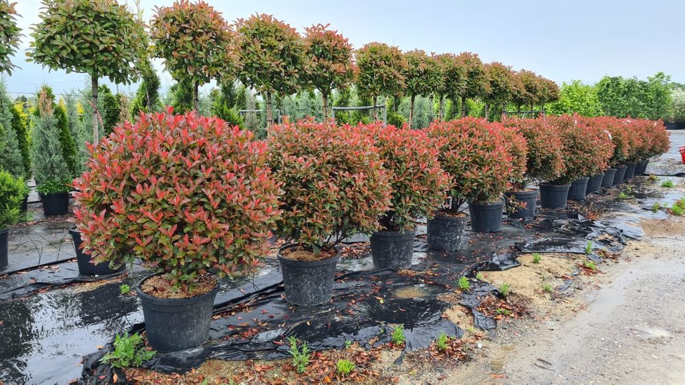 Plante glob, tuia, buxus, euonimus, photinia etc