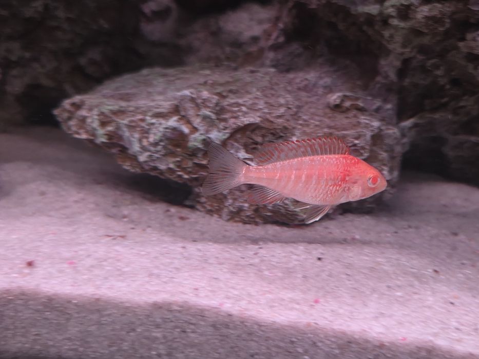 Красная орхидея, альбинос