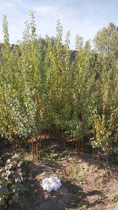 Zaldori Shaftoli va Bodom ko'chatlari narxi kelishilgan holda