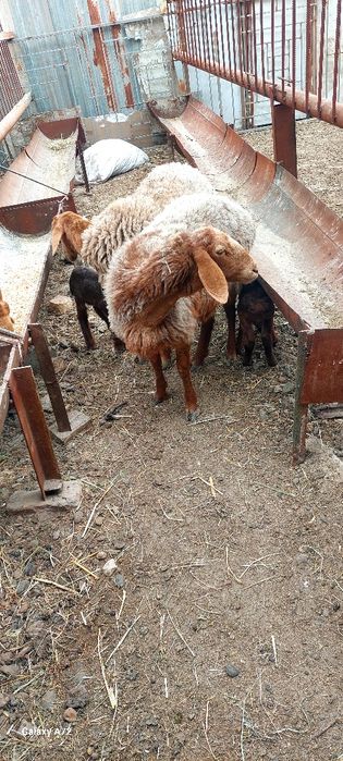 Киргизистон она бола куйлар сотилади