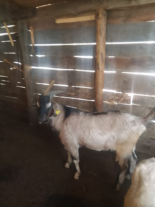 Продам двойную козу