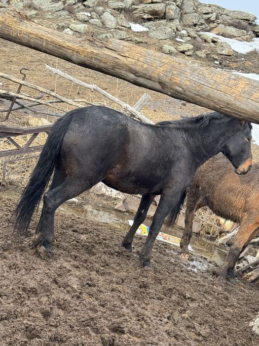 Лошадь жылкы откорм