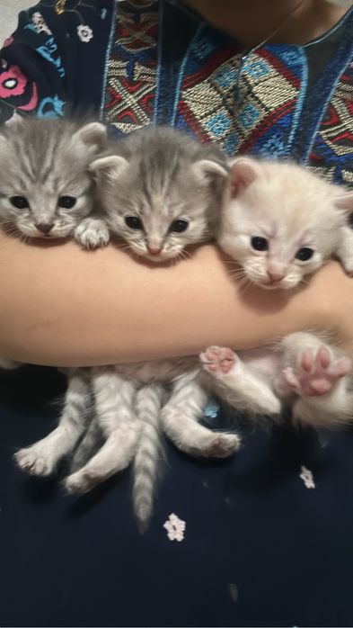 Котенок-Вислоухи Шатландский