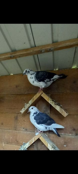 Vând porumbei tineri, inelati și neinelati