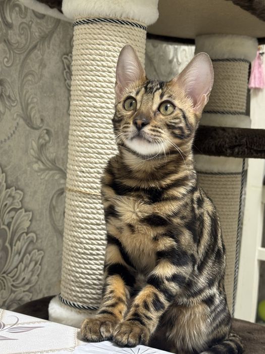 Бенгалская кошка
