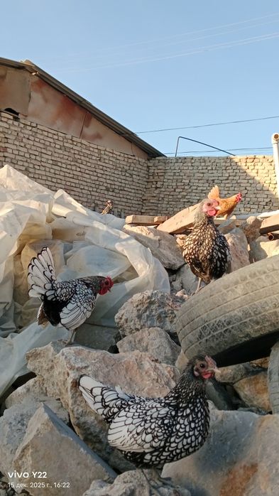 Сибрайт сотилади