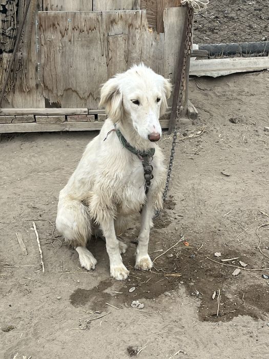 Тазы күшік таза қанды