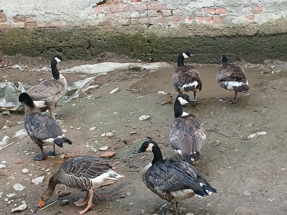 Gâște Canadiene.