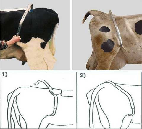 Tepadigan mollar uchun antibrik
