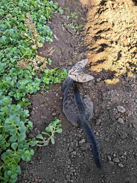 Подарявам котенца