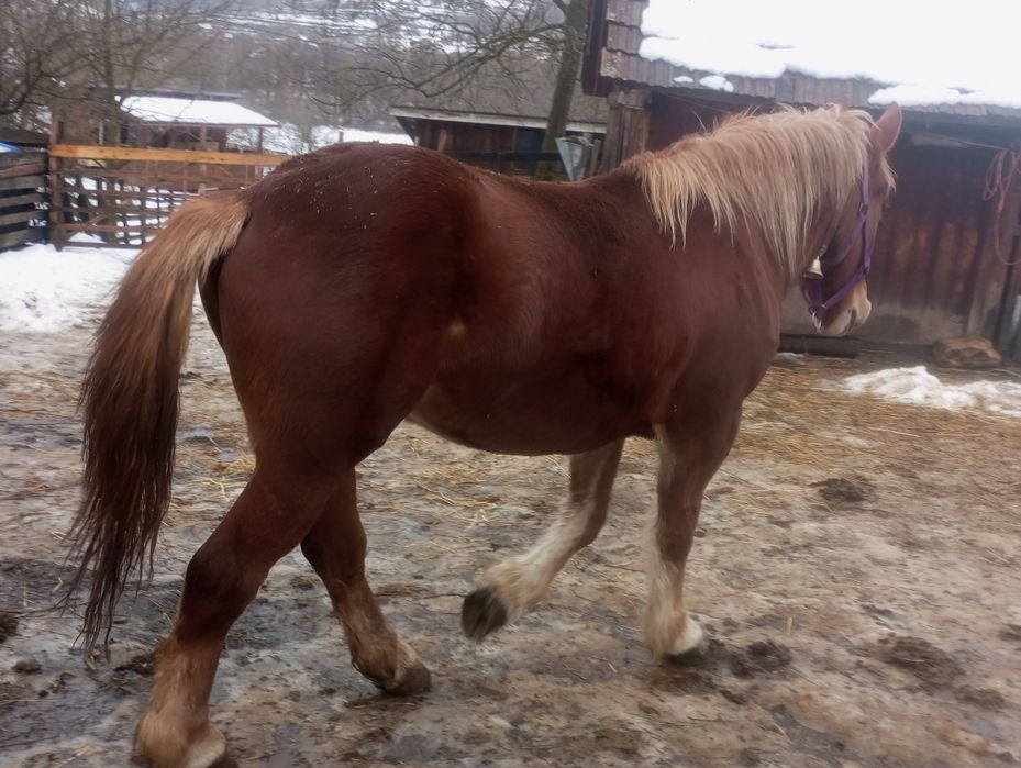 Cai de vânzare  manze