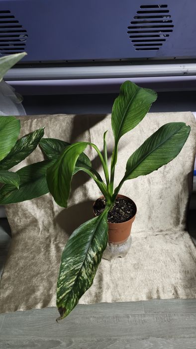 Спатифиллум Канифоль