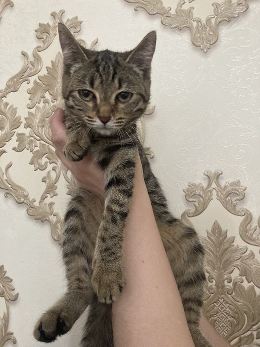 Отдам котенка,девочка