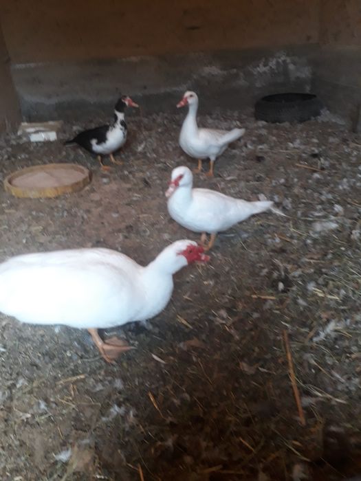 Órdaklar 4 kgli sotiladi