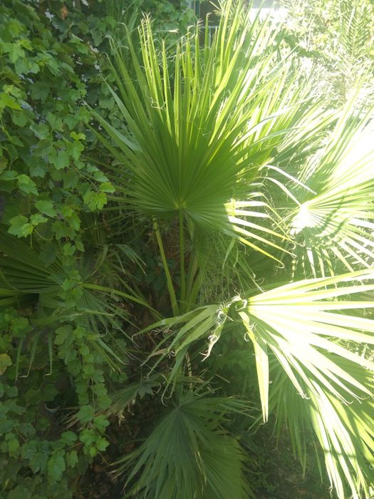 Palma gul sotiladi. Narxi bir yarim million  söm. Narxi yana kelishila