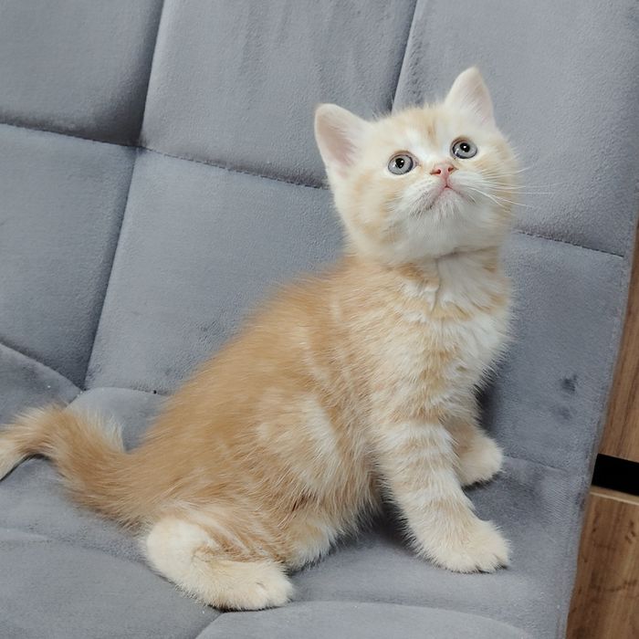 Котик Тяжеловес es22