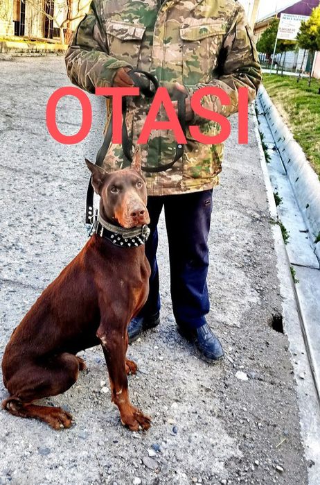 DOBERMAN tozzasi javob