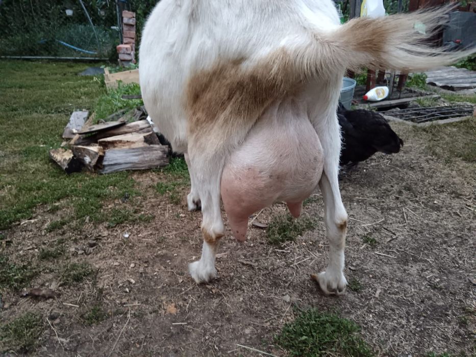 Capra și Țap Sannen