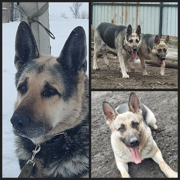 Щенки Восточноевропейской овчарки