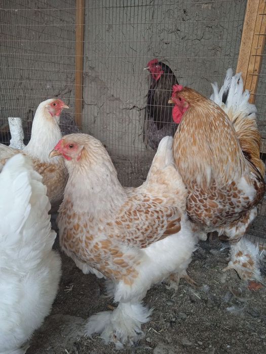 Bram zolita oilasi sotiladi