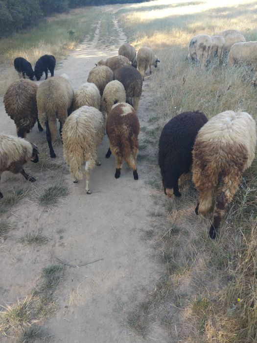 Vand miei buni de taiat