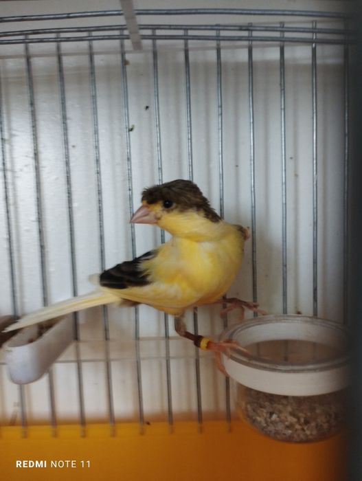 Канарейкала сотилади. Красный шмель . Авлай нар.