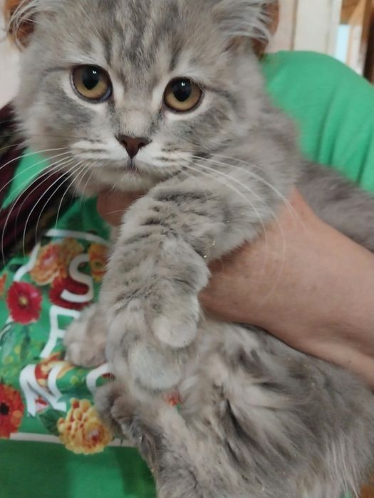 Кошки .скотиш страйтживотные