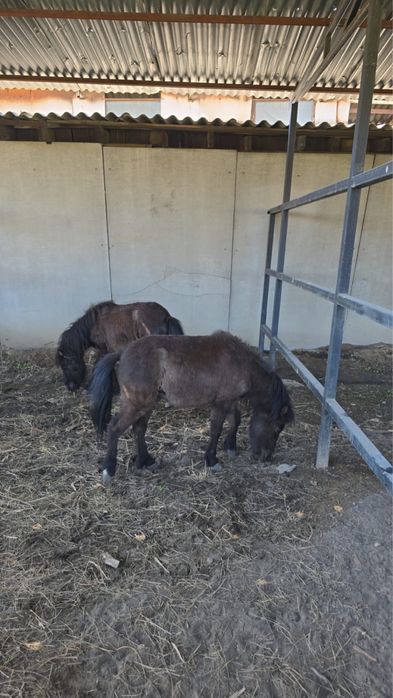 Продам годовалых пони