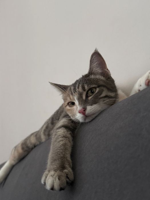 Кошечка в добрые руки